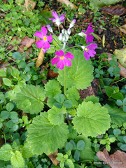 Primula malacoides