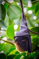 Pteropus conspicillatus