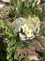 Anemonastrum zephyrum