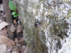 Eumorphus quadriguttatus pulchripes