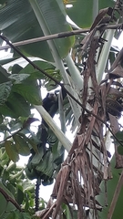 Callithrix geoffroyi