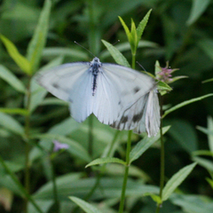 Pieris dulcinea