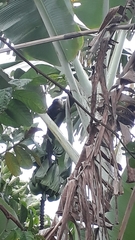 Callithrix geoffroyi