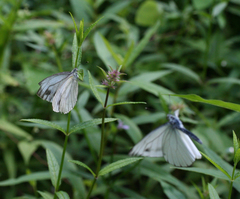 Pieris dulcinea