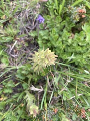 Castilleja cryptantha