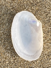 Periploma planiusculum