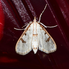 Palpita illibalis