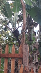 Callithrix geoffroyi