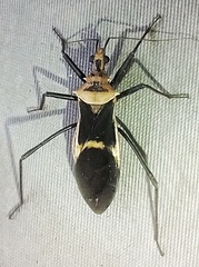 Zelurus circumcinctus