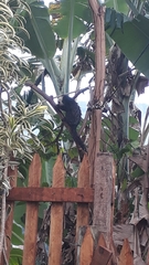 Callithrix geoffroyi