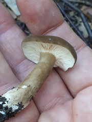 Lactarius fuliginosus