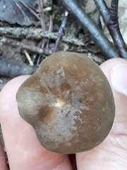 Lactarius fuliginosus