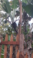 Callithrix geoffroyi