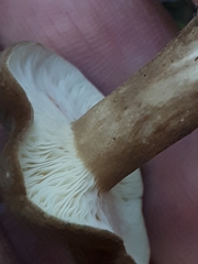 Lactarius fuliginosus