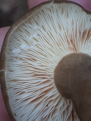 Lactarius fuliginosus