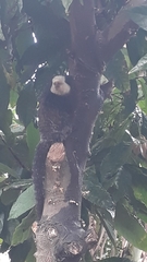 Callithrix geoffroyi