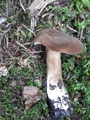 Lactarius fuliginosus