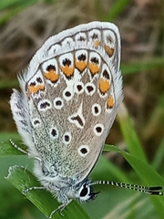 Polyommatus icarus