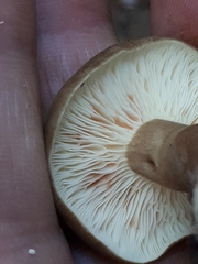 Lactarius fuliginosus