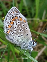Polyommatus icarus