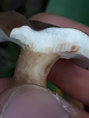 Lactarius fuliginosus