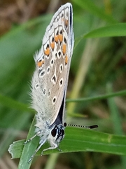 Polyommatus icarus