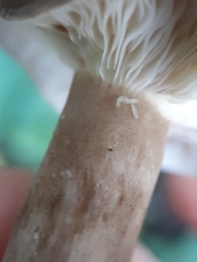 Lactarius fuliginosus