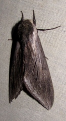 Sphinx perelegans