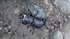 Lucanus tetraodon