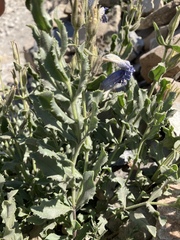 Penstemon montanus montanus