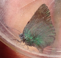 Callophrys dumetorum