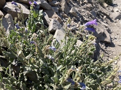 Penstemon montanus montanus