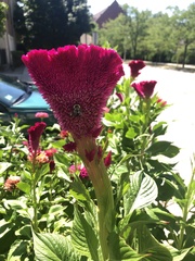 Celosia