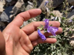 Penstemon montanus montanus