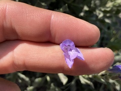 Penstemon montanus montanus