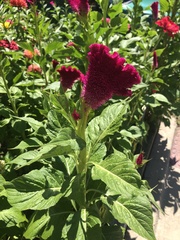 Celosia