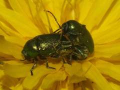 Cryptocephalus samniticus