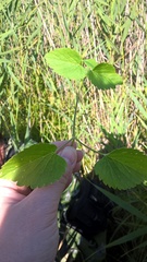 Ostericum palustre