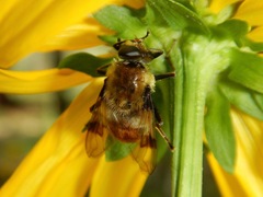Sericomyia flagrans