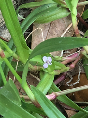 Commelineae