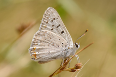 Tharsalea xanthoides