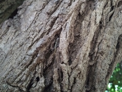Cnemaspis mysoriensis