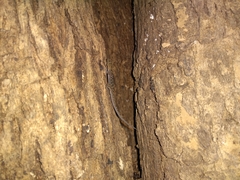 Cnemaspis mysoriensis