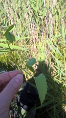 Ostericum palustre