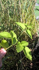 Ostericum palustre