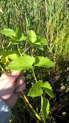 Ostericum palustre