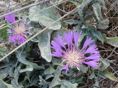 Centaurea pullata