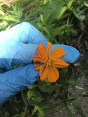 Cosmos sulphureus