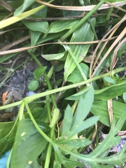 Cosmos sulphureus
