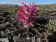 Pedicularis alopecuroides